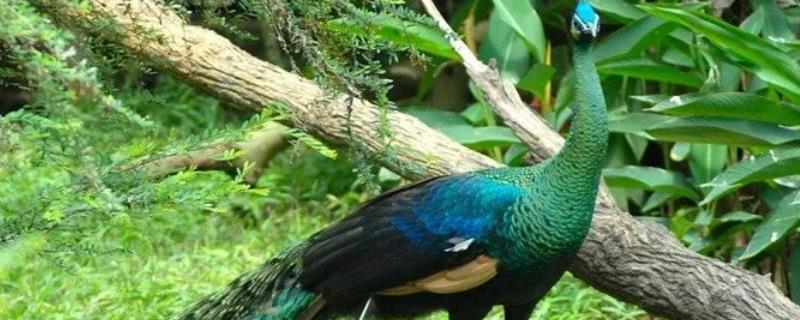 绿孔雀和蓝孔雀的区别，分布在哪里 蓝孔雀和绿孔雀是同种吗