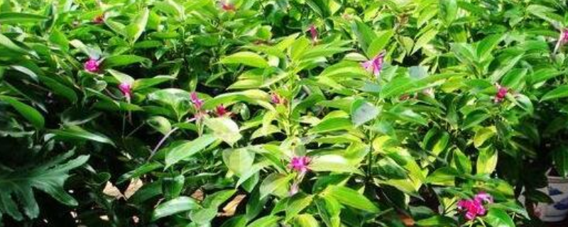 平安树烂根怎么办,附烂根的原因(平安树根腐烂怎么治疗)