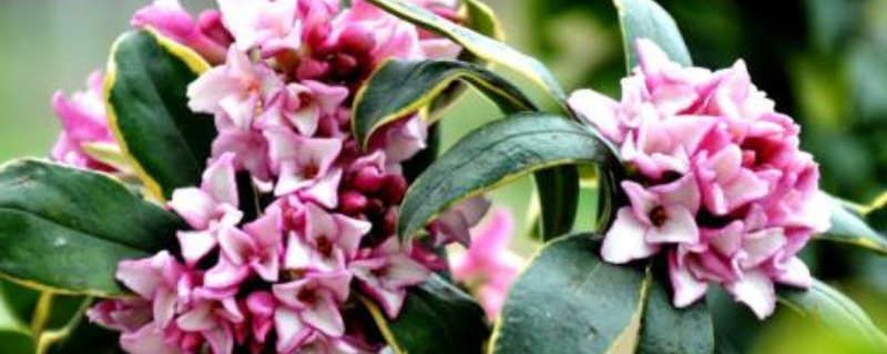 金边瑞香有毒吗,可以放在卧室里吗(金边瑞香能不能放卧室)