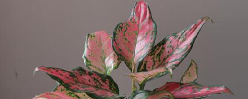 如意皇后叶子发黄怎么办(如意皇后黄叶了怎么办)