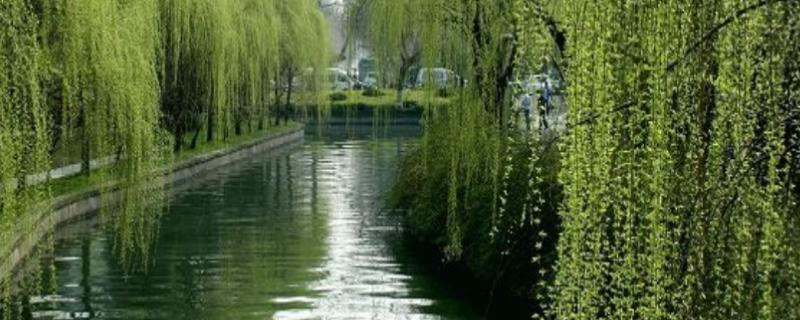 柳树什么时候发芽（柳树什么时候发芽长叶）
