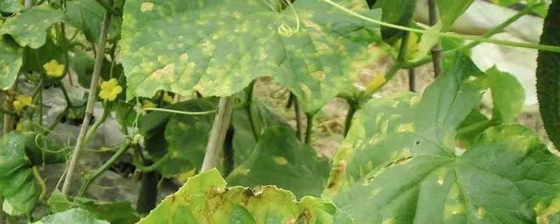 什么是黄瓜炭疽病,防治方法有哪些(黄瓜炭疽病的防治方法)