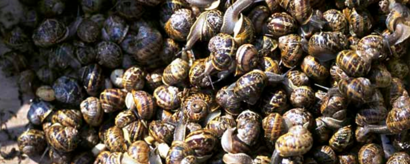 田螺产地在哪里 田螺产地多的地方在哪里