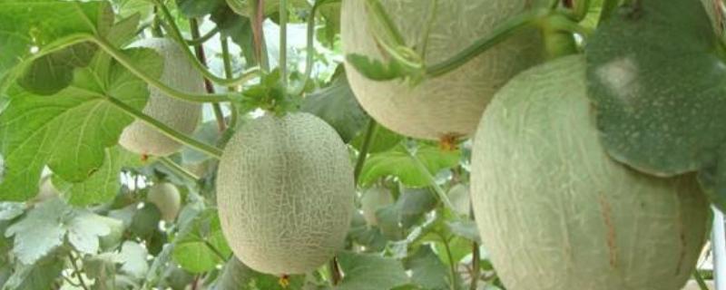 哈密瓜什么季节成熟(哈密瓜什么时候成熟)