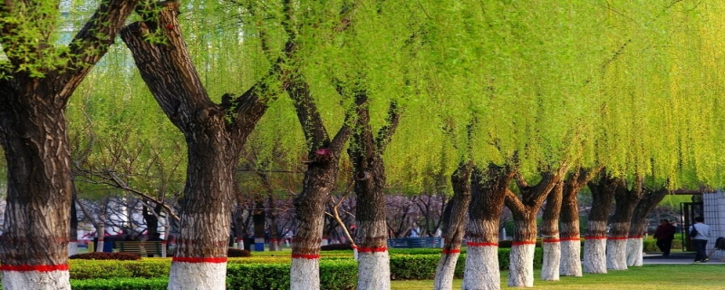杨树和柳树的区别,附详细解说(杨树和柳树是一种树吗)