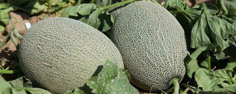 哈密瓜是热性还是凉性(哈密瓜是热性还是凉性月经能吃吗)