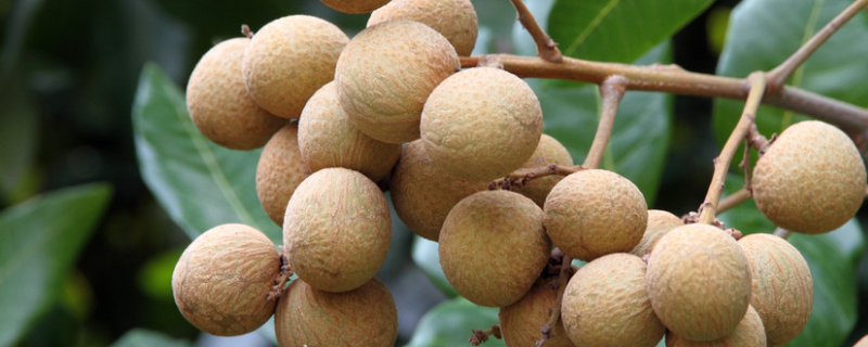 龙眼什么时候成熟 龙眼什么时候成熟的