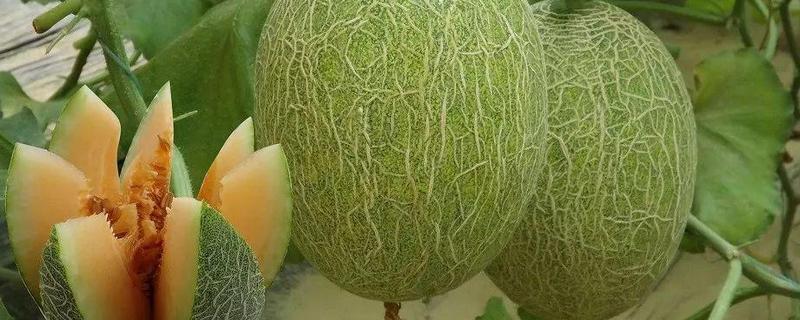 哈密瓜苦是怎么回事（哈密瓜苦是怎么回事儿）