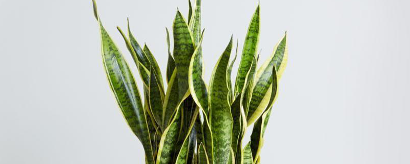 兰花主要品种有哪些,兰花白绢病的防治方法是什么