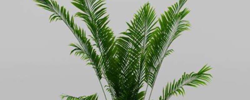 散尾葵叶子发黑干枯怎么办(散尾葵叶子发干发黑是什么原因)