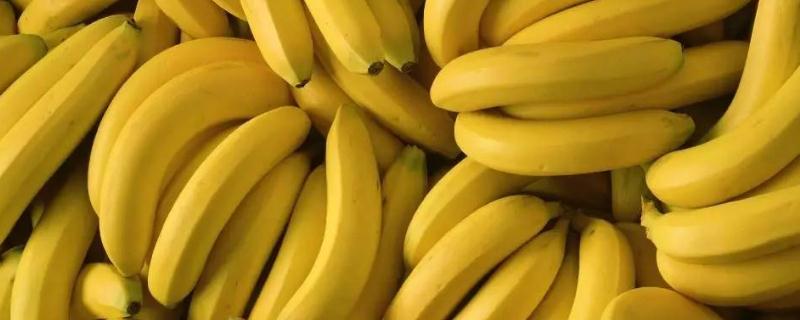 香蕉有种子吗 香蕉有种子吗健康教案