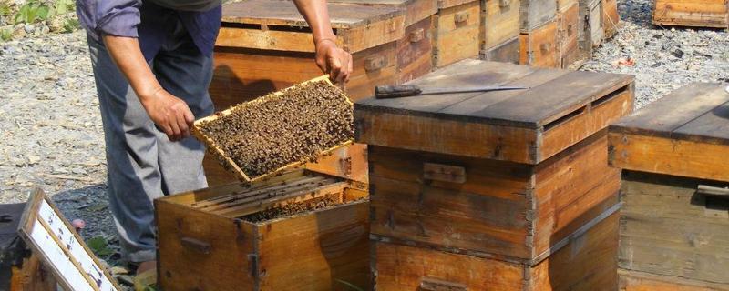 蜂箱多久开箱检查一次（蜂箱开箱时间）