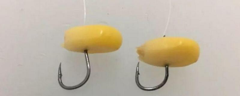 春天钓鲤鱼能用玉米吗(春天钓鲤鱼能用玉米吗钓多深)