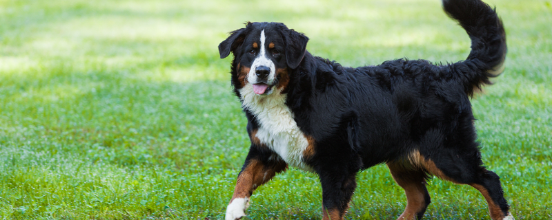 伯恩山犬的智商多高（伯恩山犬智商高吗）