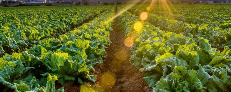 用来防治有机蔬菜病虫害的药剂有哪些,主要有这几种药剂(动植物篇)