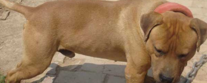 比特犬好养吗 比特犬好养吗?