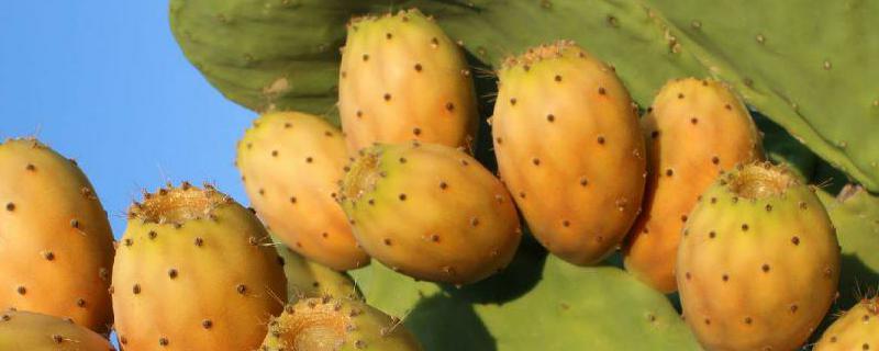 常见植物的自我保护方法，详细介绍 植物保护自己的方法有哪些