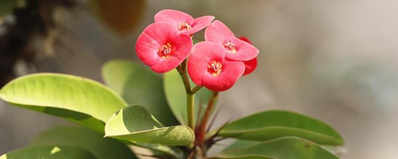 铁海棠 铁海棠有毒吗,适合室内养吗