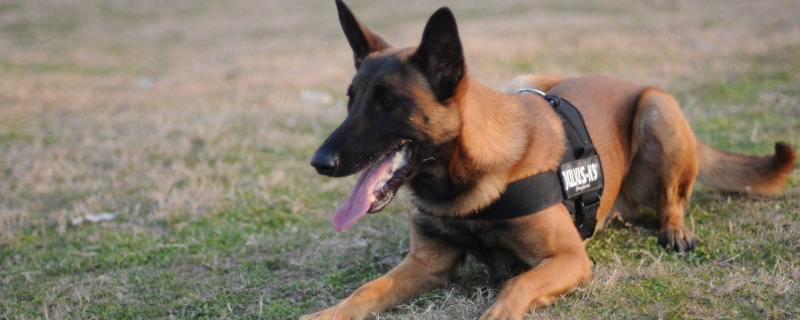 比利时牧羊犬怎么训练（比利时牧羊犬怎么训练视频）