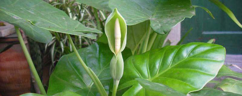 种植滴水观音有啥好处，详细介绍（家里种植滴水观音好吗）