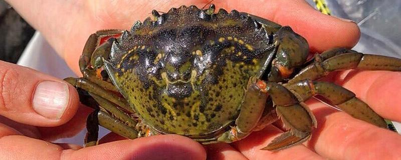 青蟹是河蟹还是海蟹（青蟹是河蟹还是海蟹,死了能吃吗）