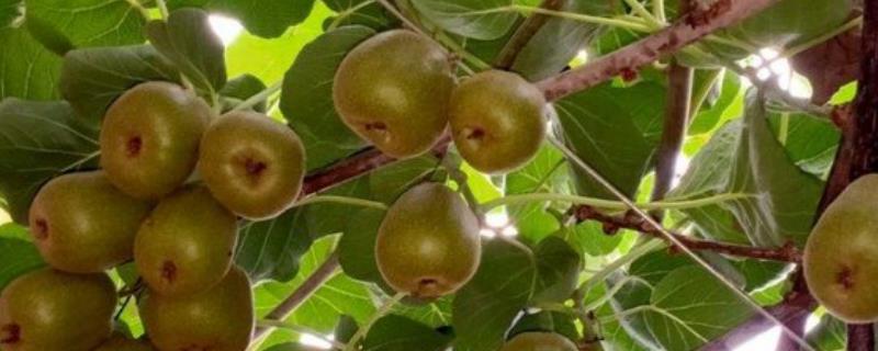 猕猴桃树一般能长多高 猕猴桃树一般能长多高图片