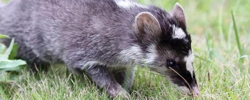 果子狸要养多久才能性成熟 果子狸一年繁殖几次?