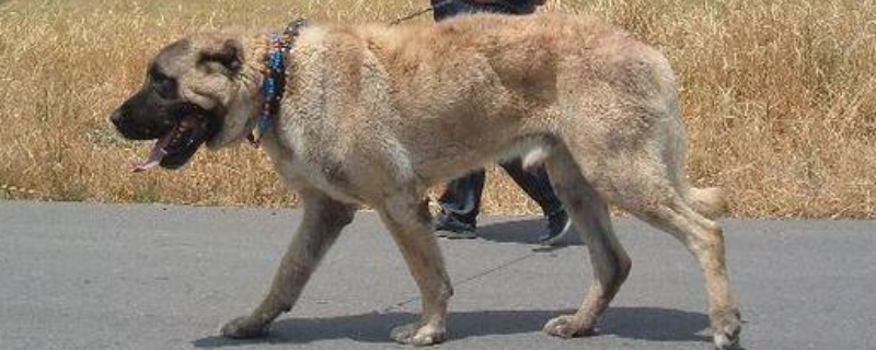 坎高犬和藏獒谁历害（坎高犬和藏獒谁厉害）