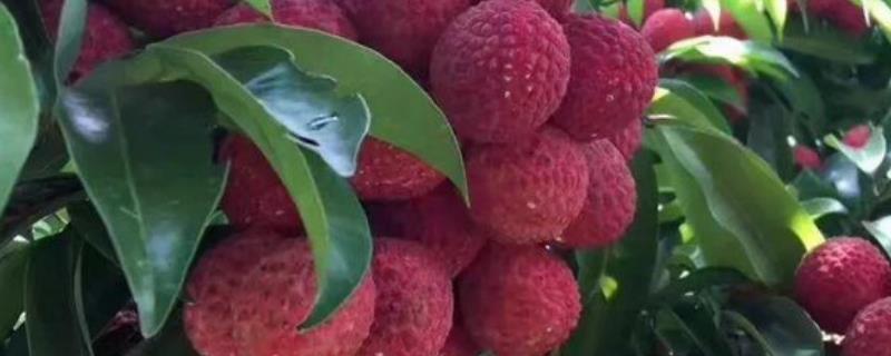 荔枝树存活多久(荔枝树能活几年)