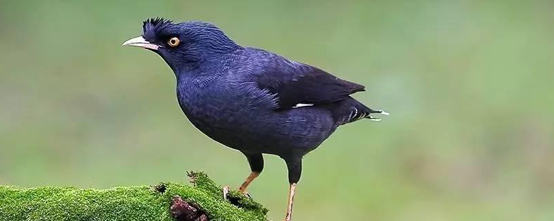 八哥和乌鸦的区别,科属、形态、习性和食性均有区别