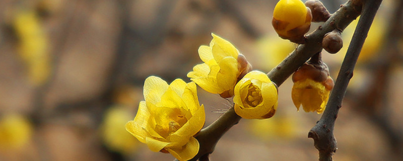 腊梅花怎样养（腊梅花怎样养好）