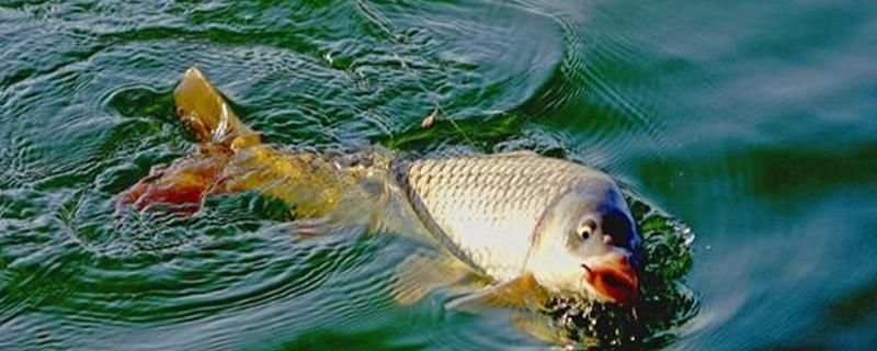 冬季钓鲤鱼用什么线组 冬季钓鲤鱼用什么线组合