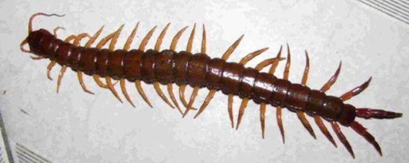 蜈蚣又被称作什么，主要分布在哪里（蜈蚣来源于）