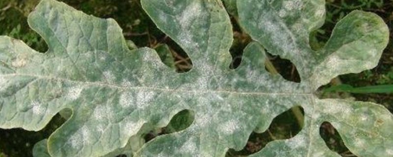 白粉病怎么防治（白粉病怎么防治?用什么药最有效）