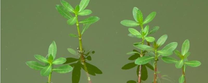 空心莲子草的防治方法，附危害特征 空心莲子草用什么农药