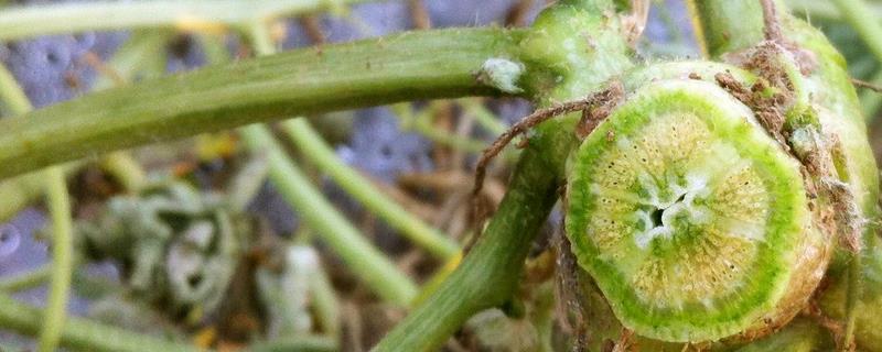枯萎病的防治方法,附枯萎病的发病规律