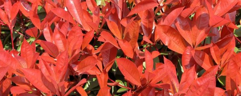 红叶石楠怎么繁殖 红叶石楠育种方法