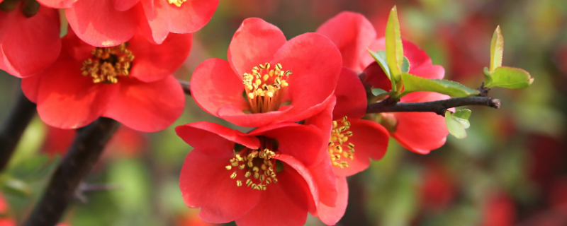 海棠花什么时候开花 海棠花什么时候开花什么时候结果