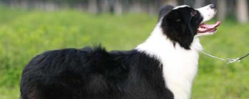 边境牧羊犬性格特点,边境牧羊犬是世界上聪名的犬