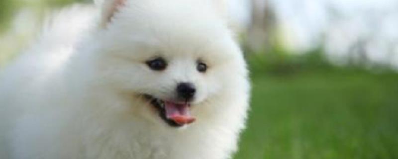 博美犬的寿命多长 博美犬寿命长吗