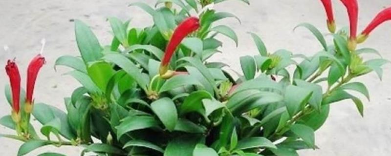 口红吊兰的养殖方法，附其繁殖方法（口红吊兰的种植方法）