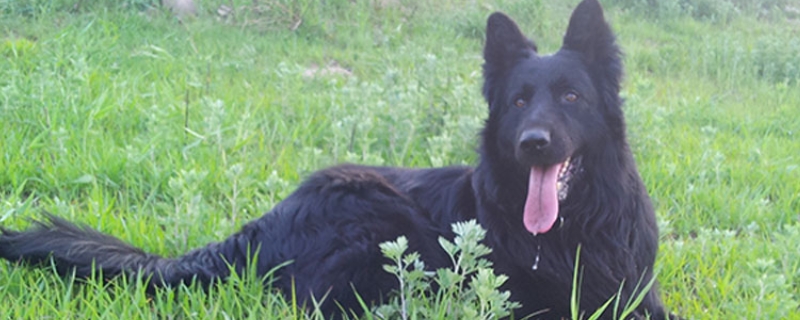 比利时牧羊犬吃什么狗粮 德国牧羊犬吃什么狗粮