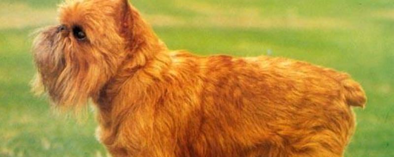 狗狗翻肠子怎么办（狗狗翻肠子怎么办,狗狗翻肠子的原因）