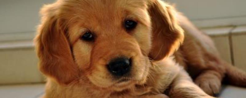 狗狗不吃东西怎么办 狗狗不吃东西怎么办还吐