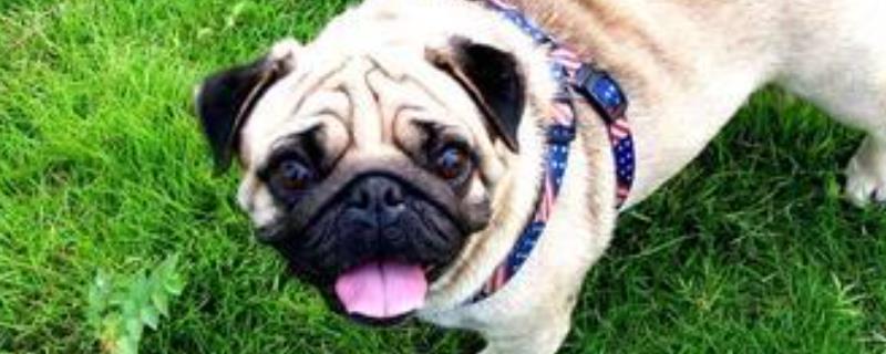 巴哥犬吃什么狗粮好（巴哥犬吃什么狗粮好一点）