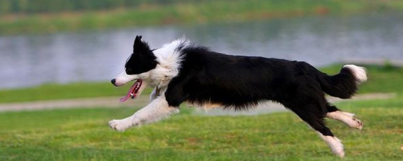 边境牧羊犬吃什么狗粮 边境牧羊犬吃多少狗粮合适