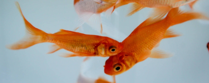 金鱼可以吃吗（养的金鱼可以吃吗）