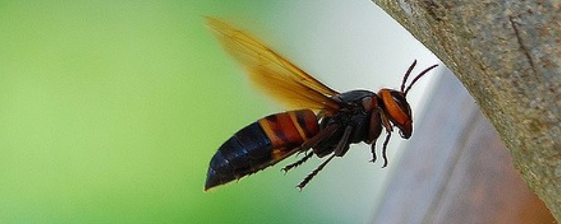 中国大虎头蜂的毒性强吗，被中国大虎头蜂蛰了会怎样