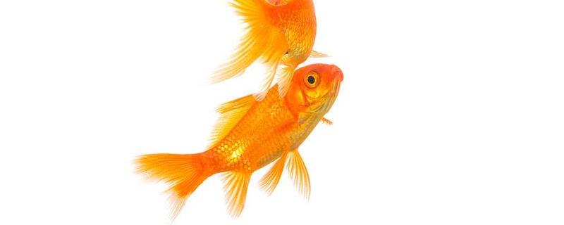 金鱼身上长黑斑怎么办（金鱼身上长黑斑是怎么回事?要怎么医治?）