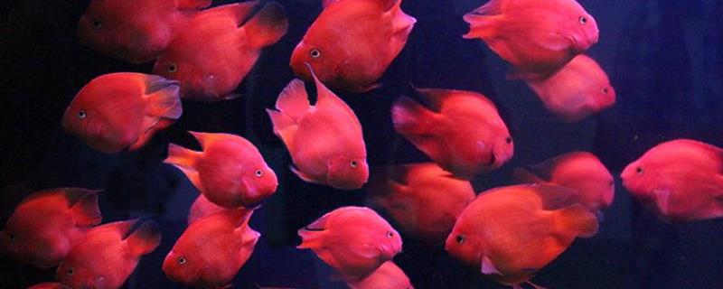 财神鱼和什么鱼一起养（财神鱼和什么鱼一起养合适）